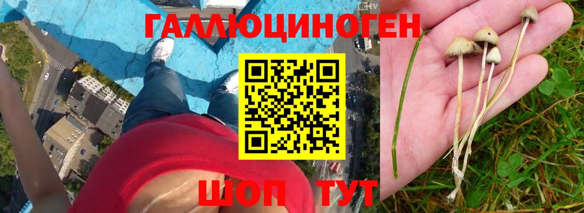 Псилоцибиновые грибы GOLDEN TEACHER Новый Уренгой